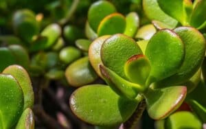 Non mettere l'albero di Giada in casa: ecco il motivo