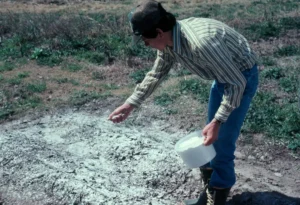 Cosa accade quando utilizzi la cenere per fertilizzare i pomodori?